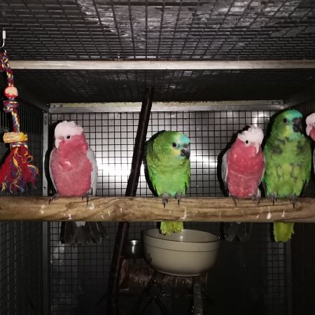 Cacatoès rosalbin & amazone à front bleu eam #4