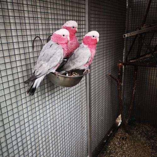 Cacatoès rosalbin & amazone à front bleu eam #6