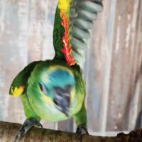 Cacatoès rosalbin & amazone à front bleu eam #2