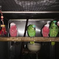 Cacatoès rosalbin & amazone à front bleu eam #4