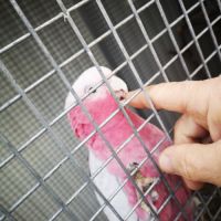 Cacatoès rosalbin & amazone à front bleu eam #5