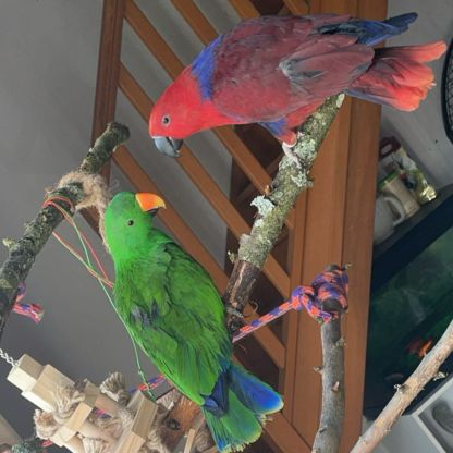 Couple eclectus reproducteur