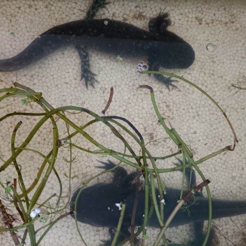 Adoption axolotl