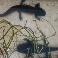 Adoption axolotl