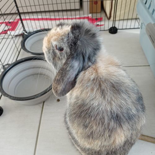 Lapin a adopter #2