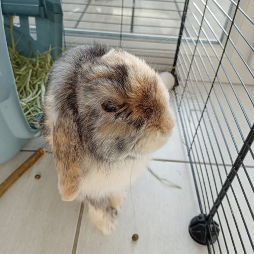 Lapin a adopter #3
