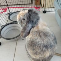 Lapin a adopter #2