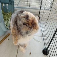 Lapin a adopter #3