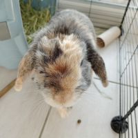 Lapin a adopter #4