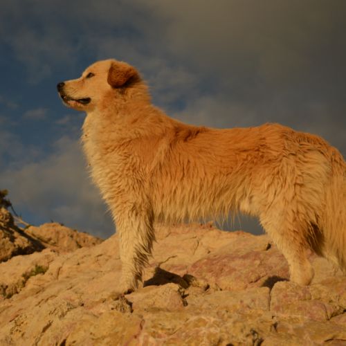 Pako patou mâle 2 ans #1