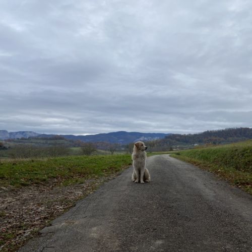 Pako patou mâle 2 ans #3