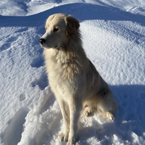 Pako patou mâle 2 ans #4