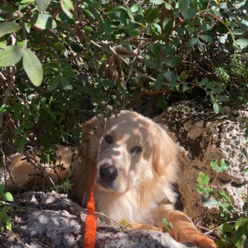 Pako patou mâle 2 ans #5