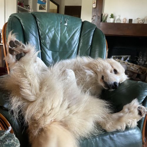 Pako patou mâle 2 ans #7