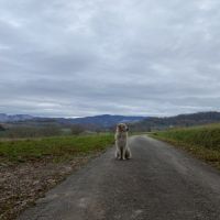 Pako patou mâle 2 ans #3