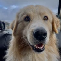 Pako patou mâle 2 ans #6