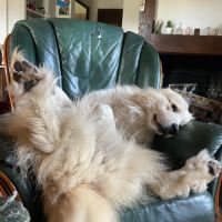 Pako patou mâle 2 ans #7