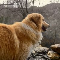 Pako patou mâle 2 ans #8