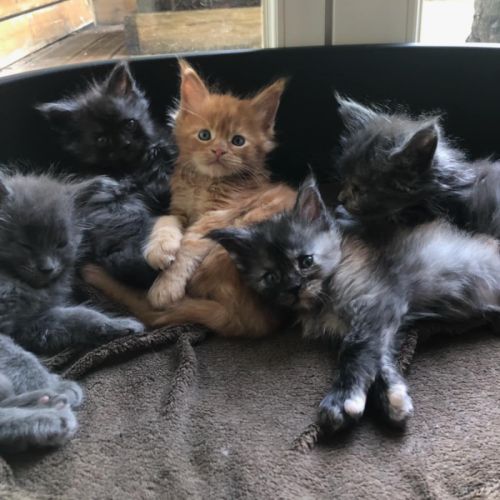 Chatons maine coon loof #2