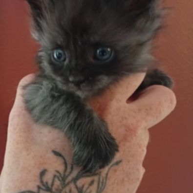 Chatons maine coon loof #3