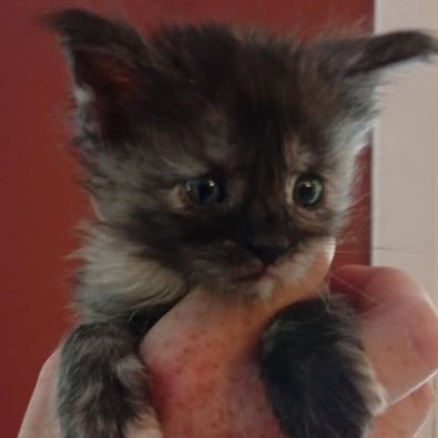 Chatons maine coon loof #4