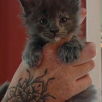 Chatons maine coon loof #0