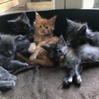 Chatons maine coon loof #2