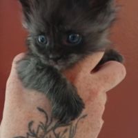 Chatons maine coon loof #3