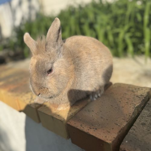 Lapin mâle 6 mois #2