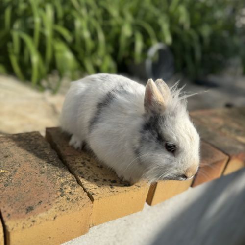 Lapin mâle 6 mois #3