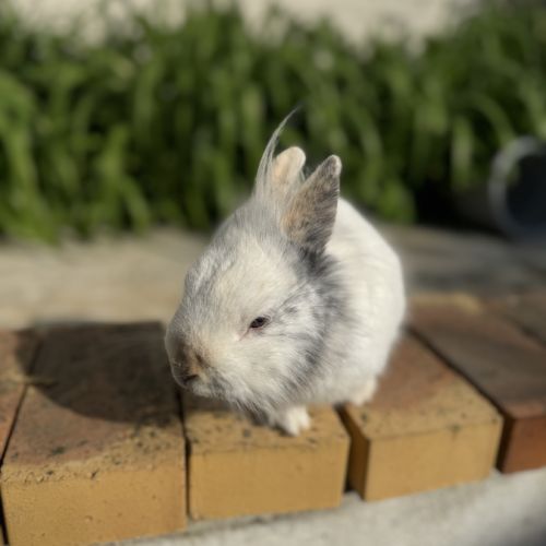 Lapin mâle 6 mois #4