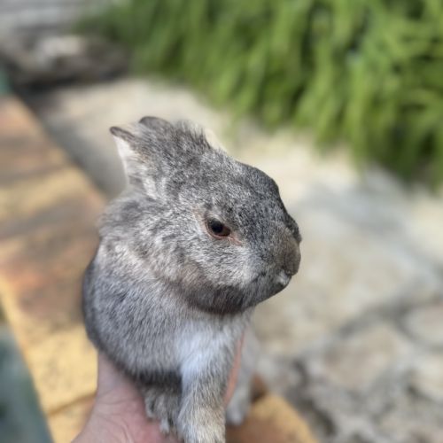 Lapin mâle 6 mois #5