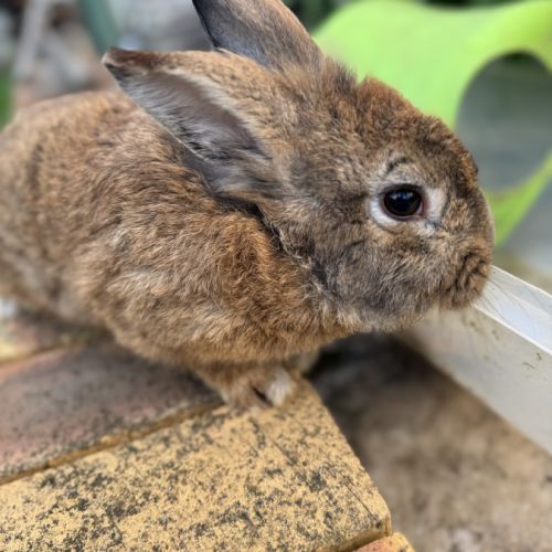 Lapin mâle 6 mois #7