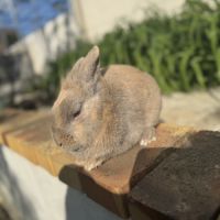 Lapin mâle 6 mois #1