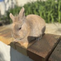 Lapin mâle 6 mois #2