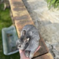 Lapin mâle 6 mois #6