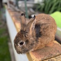 Lapin mâle 6 mois #0