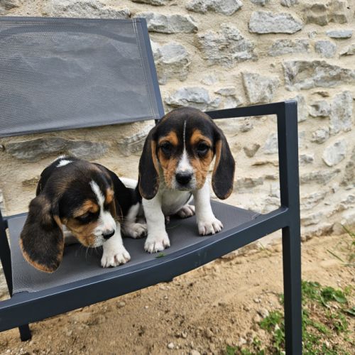 Chiots mâles beagle #2