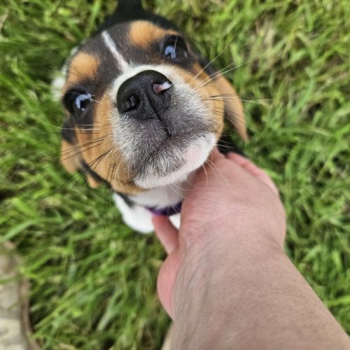 Chiots mâles beagle #3