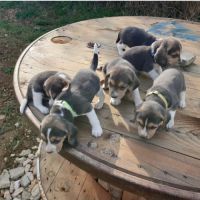 Chiots mâles beagle