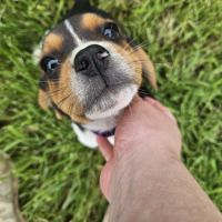 Chiots mâles beagle #3