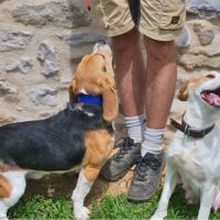 Chiots mâles beagle #4