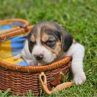 Chiots mâles beagle #5