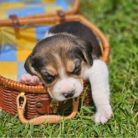 Chiots mâles beagle #6