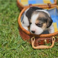 Chiots mâles beagle #7