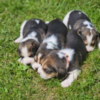 Chiots mâles beagle #8
