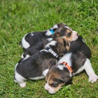 Chiots mâles beagle #9