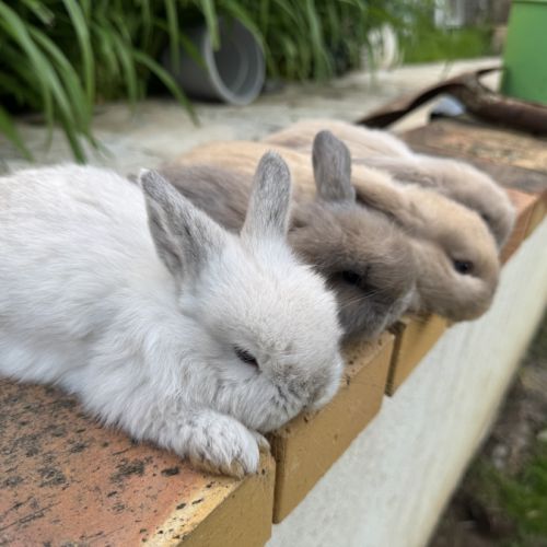 Lapin belier 2 mois #2