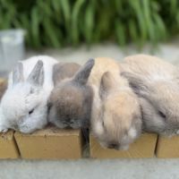 Lapin belier 2 mois #1