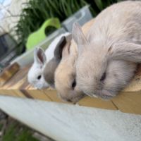 Lapin belier 2 mois